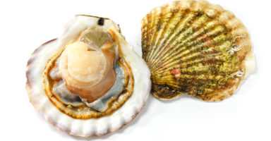帆立貝/ホタテのイメージ画像：食べ物辞典トップ用