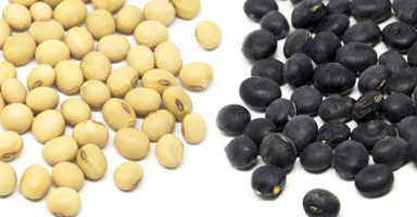 大豆と黒豆の違い比較の記事トップ
